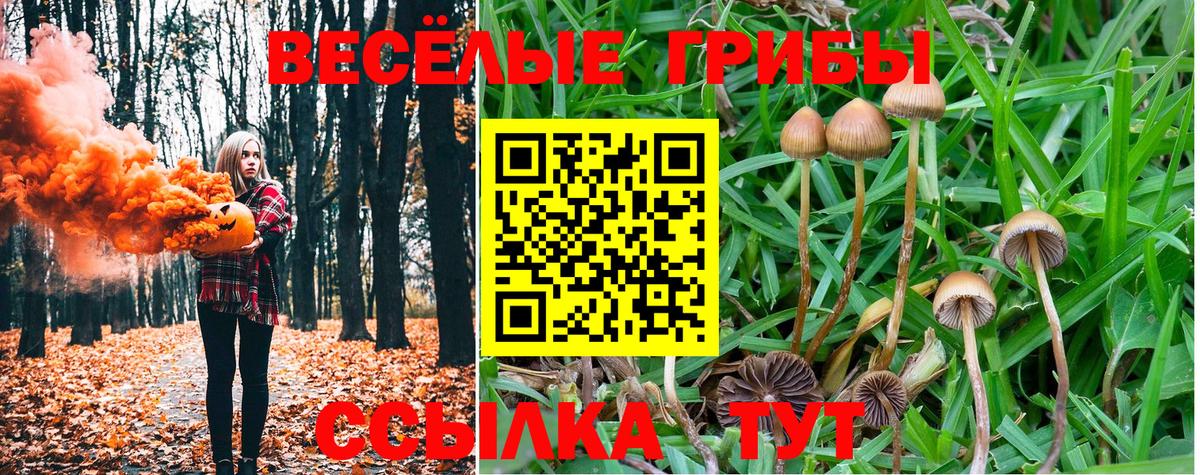Псилоцибиновые грибы Psilocybine cubensis Фрязино